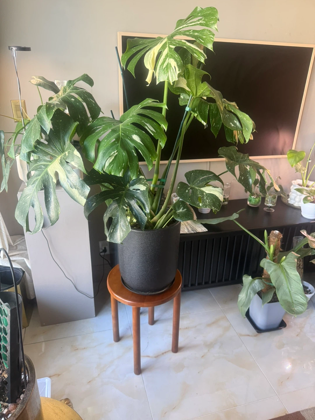 huge size Monstera Thai Constellation with planter - photo 2