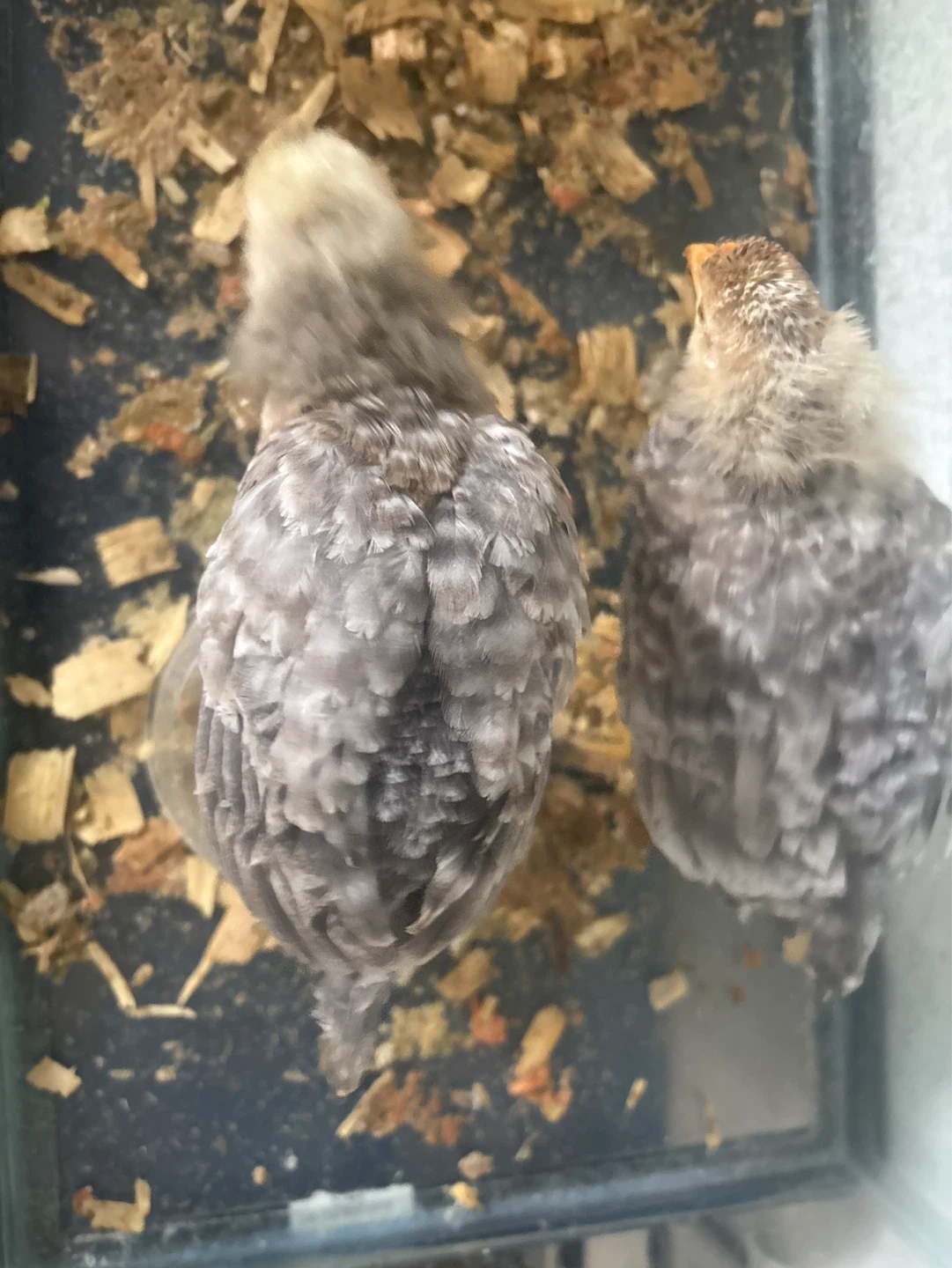 Two fluffy chicks