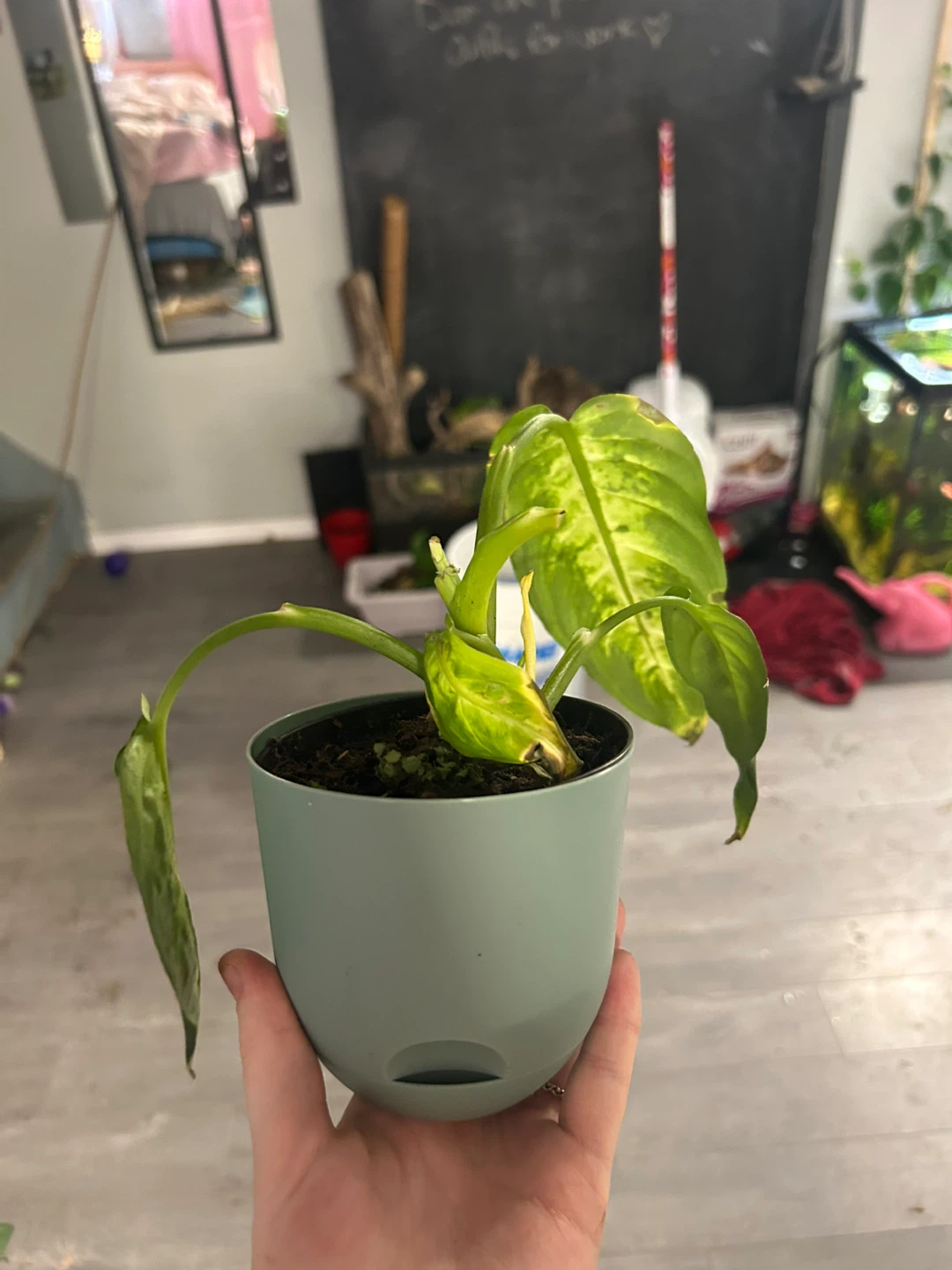 Fiddle Leaf Fig Plant in Green Pot - photo 3