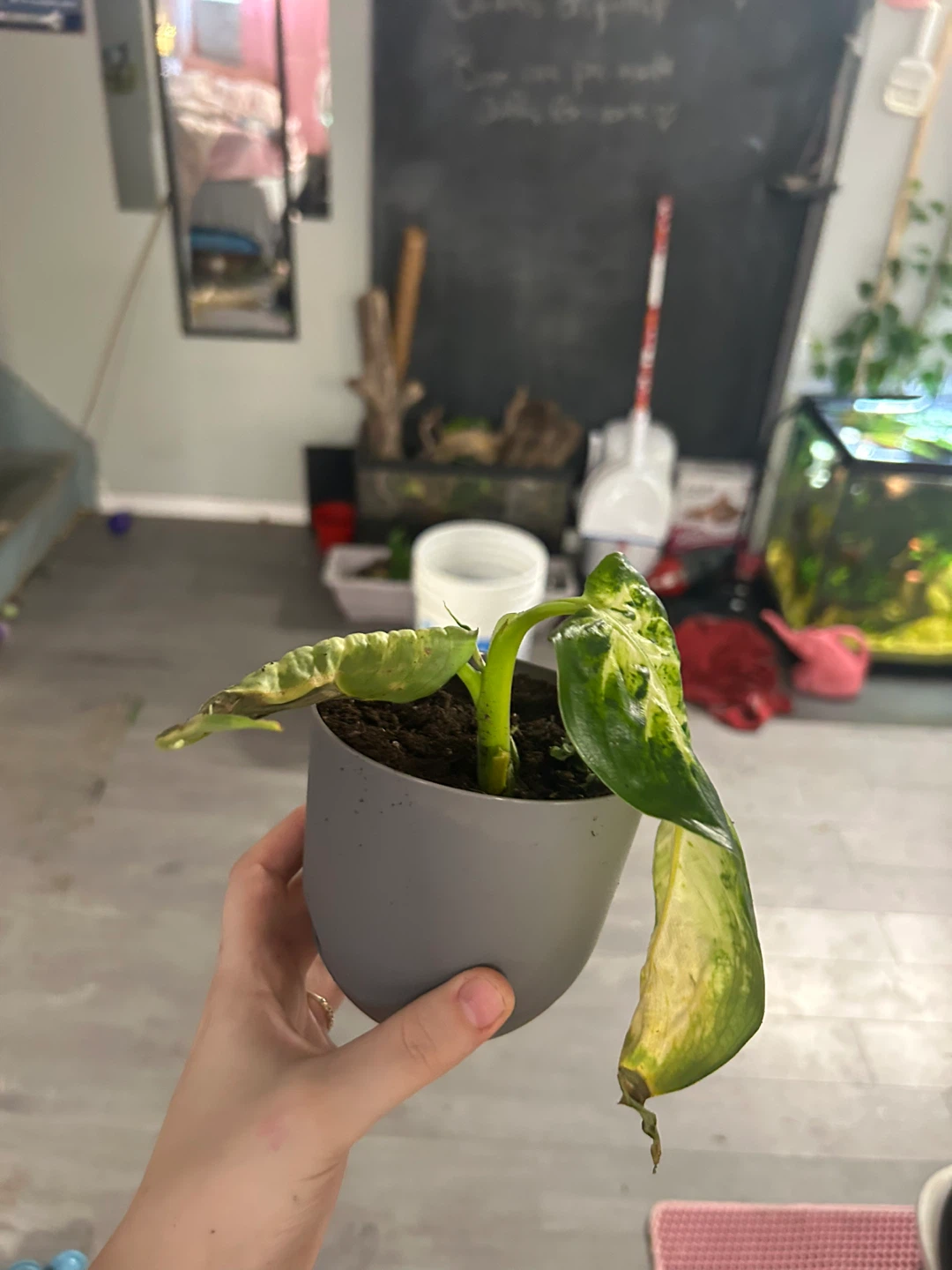 Fiddle Leaf Fig Plant in Green Pot - photo 5