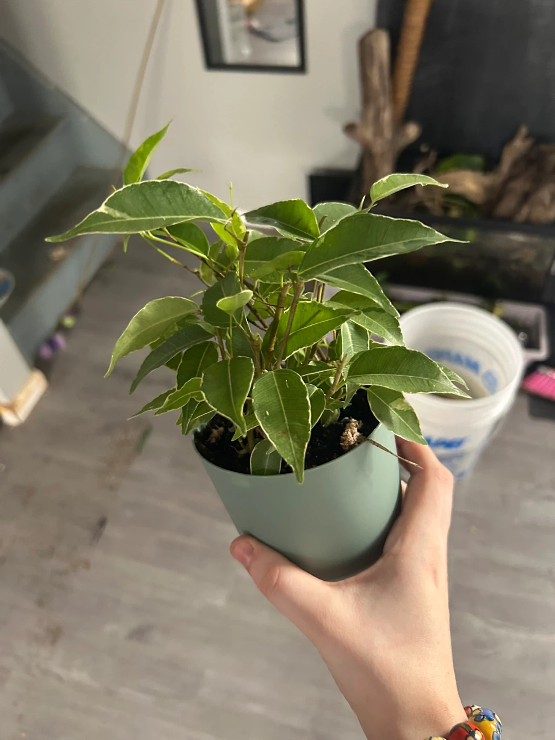 Fiddle Leaf Fig Plant in Green Pot - photo 2