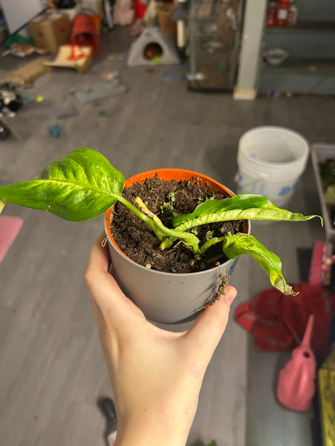 Fiddle Leaf Fig Plant in Green Pot