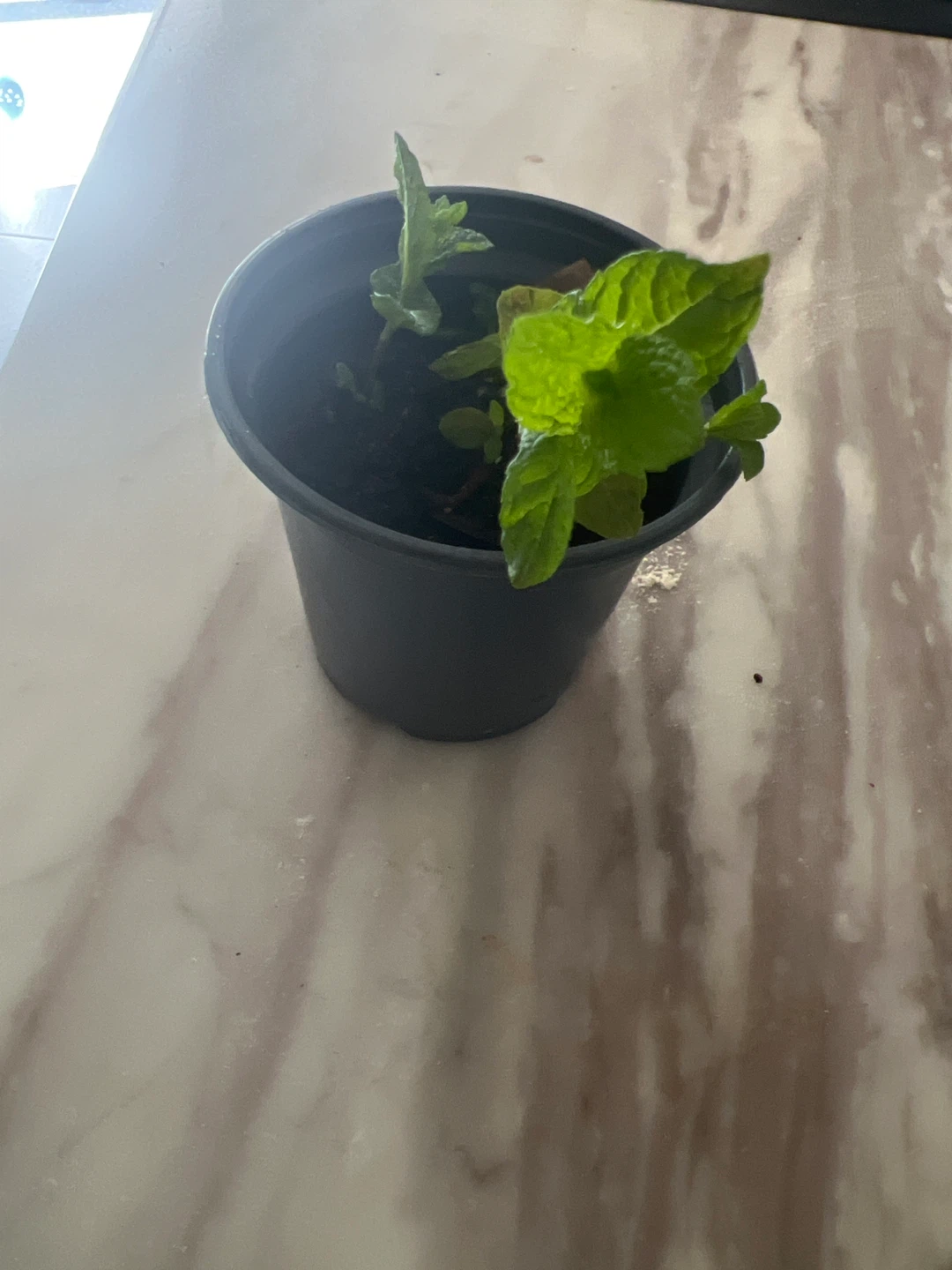 Mint plant in a black pot