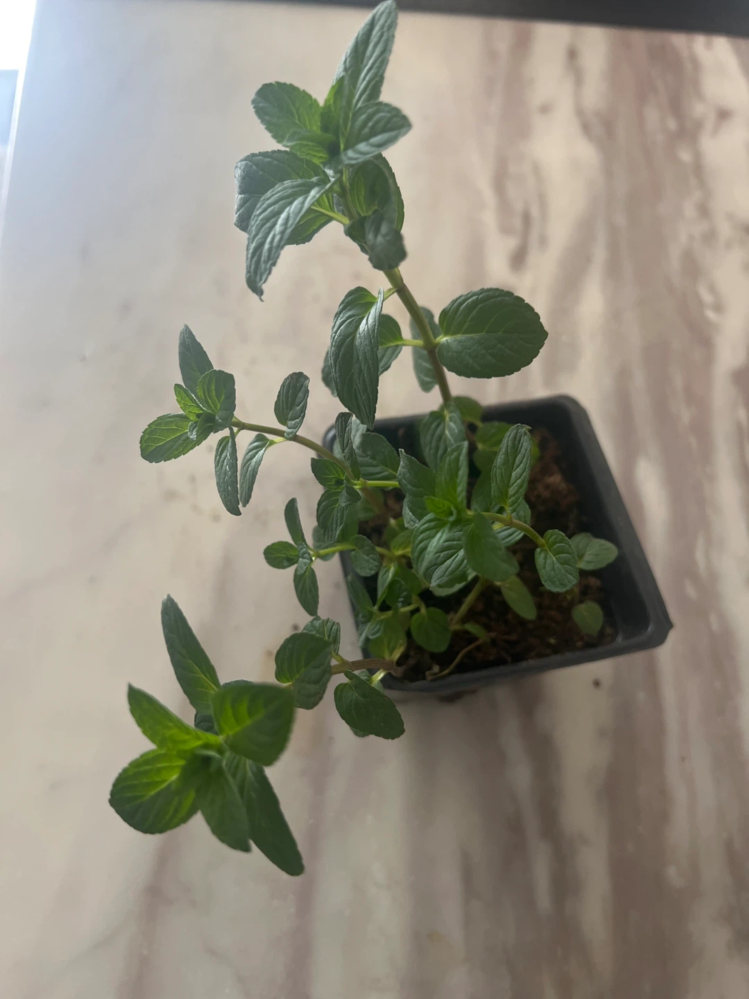 Mint Plant in Pot