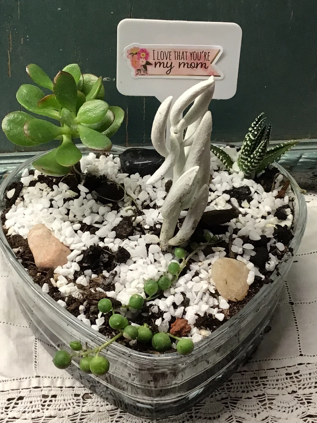 Mother’s Day gifts…Assorted Succulent Plant Collection