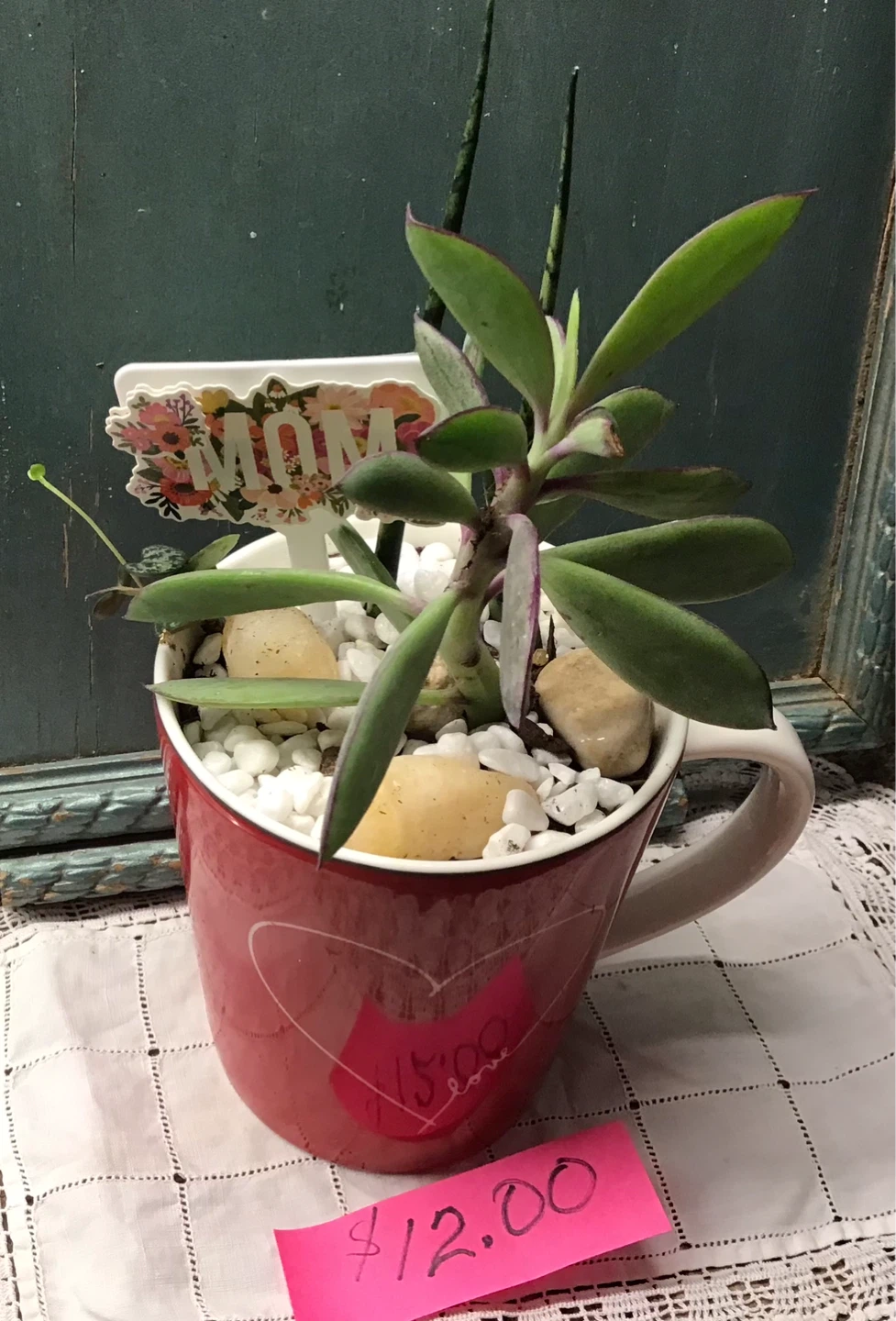 Mother’s Day gifts…Assorted Succulent Plant Collection - photo 2