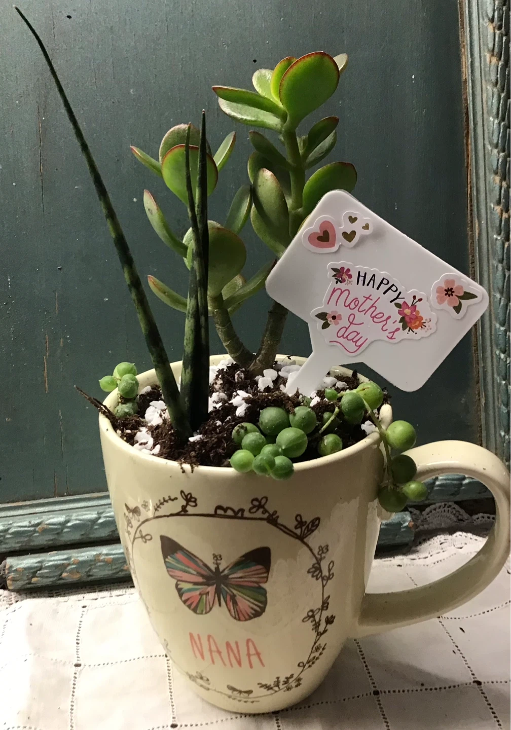 Mother’s Day gifts…Assorted Succulent Plant Collection - photo 3