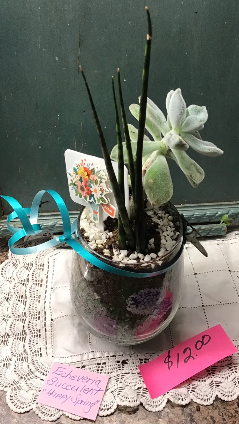 Mother’s Day gifts…Assorted Succulent Plant Collection - photo 4