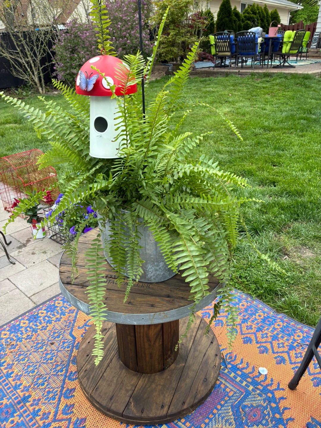 Mushroom Birdhouse with Fern Plant
