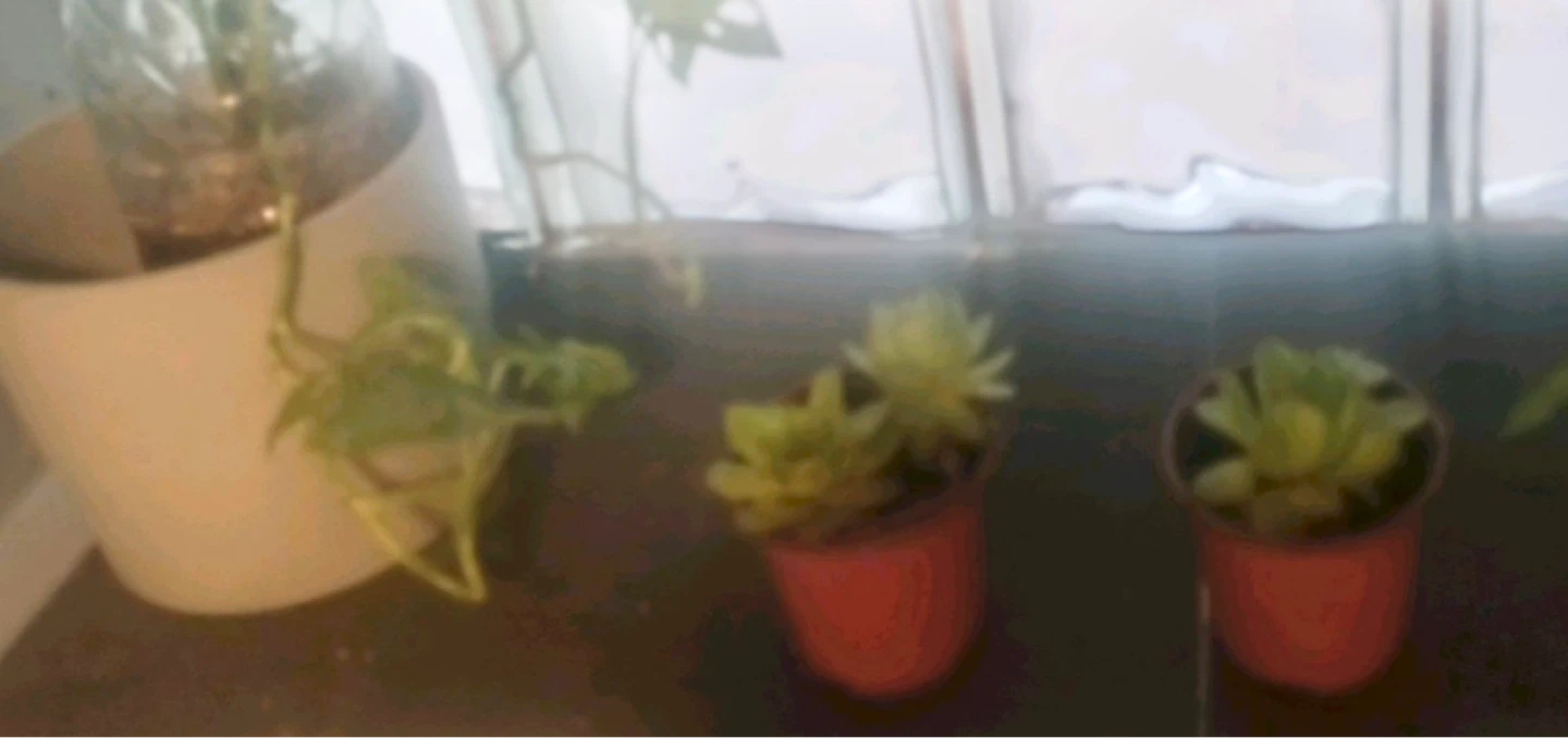 Two Succulent Plants in Orange Pots - photo 4