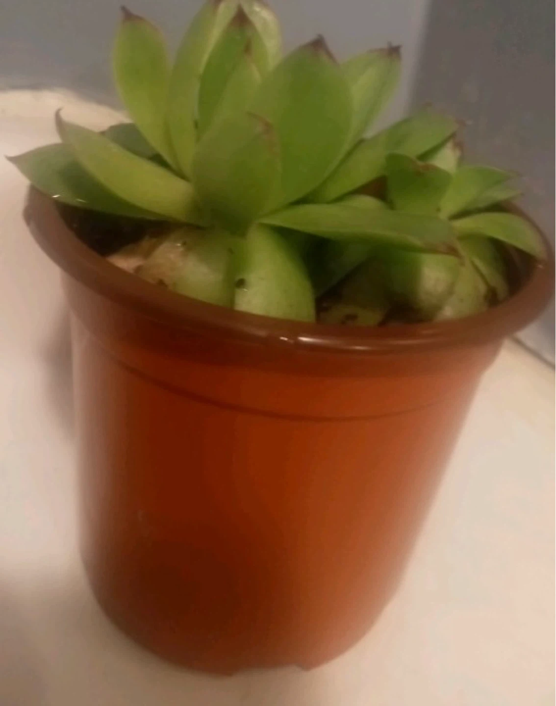 Two Succulent Plants in Orange Pots - photo 2