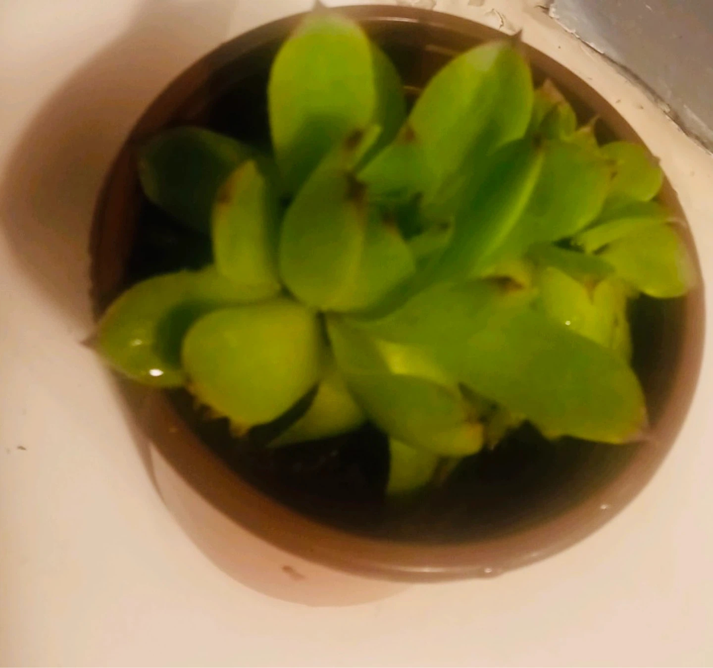 Two Succulent Plants in Orange Pots - photo 3