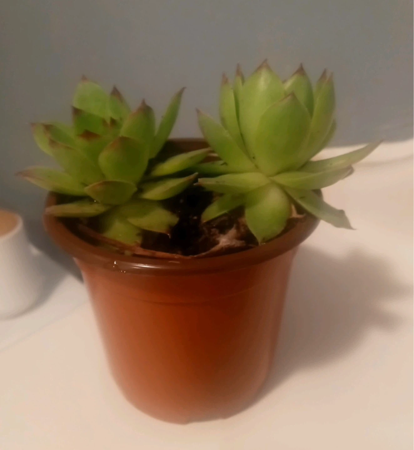 Two Succulent Plants in Orange Pots