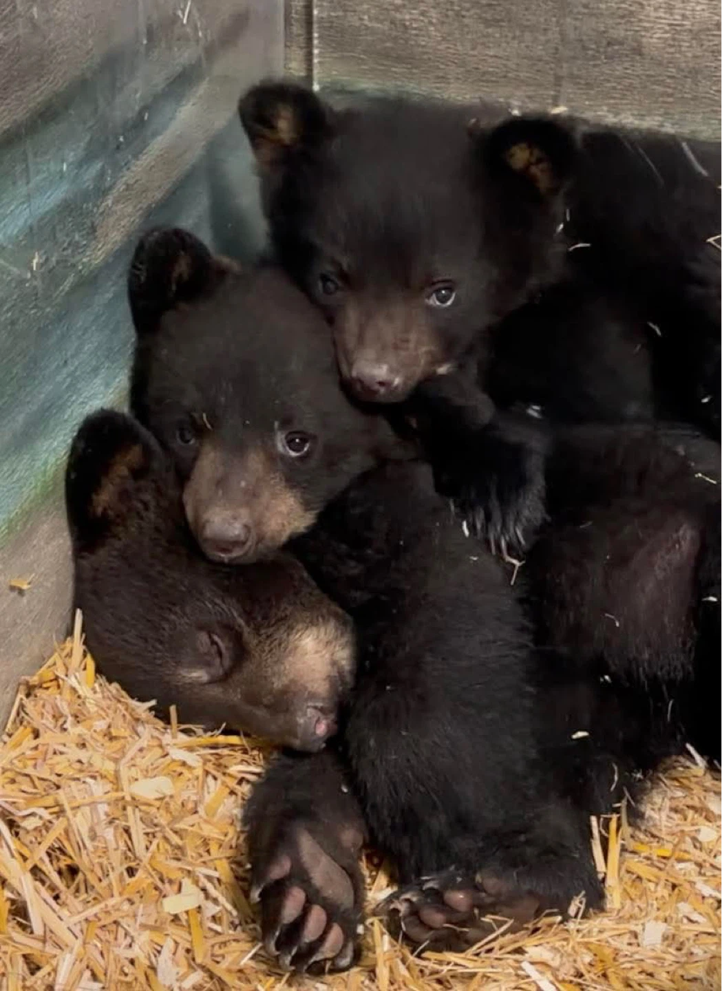 Fundraiser for triplet orphaned black bears. - photo 3