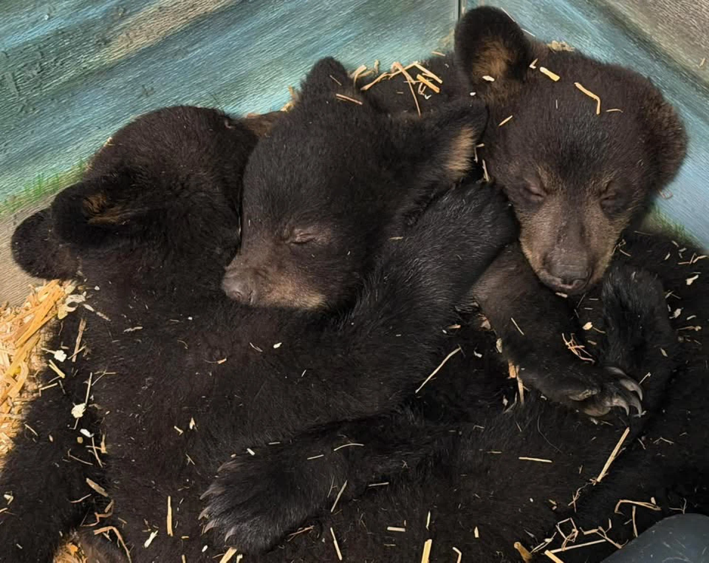 Fundraiser for triplet orphaned black bears. - photo 4