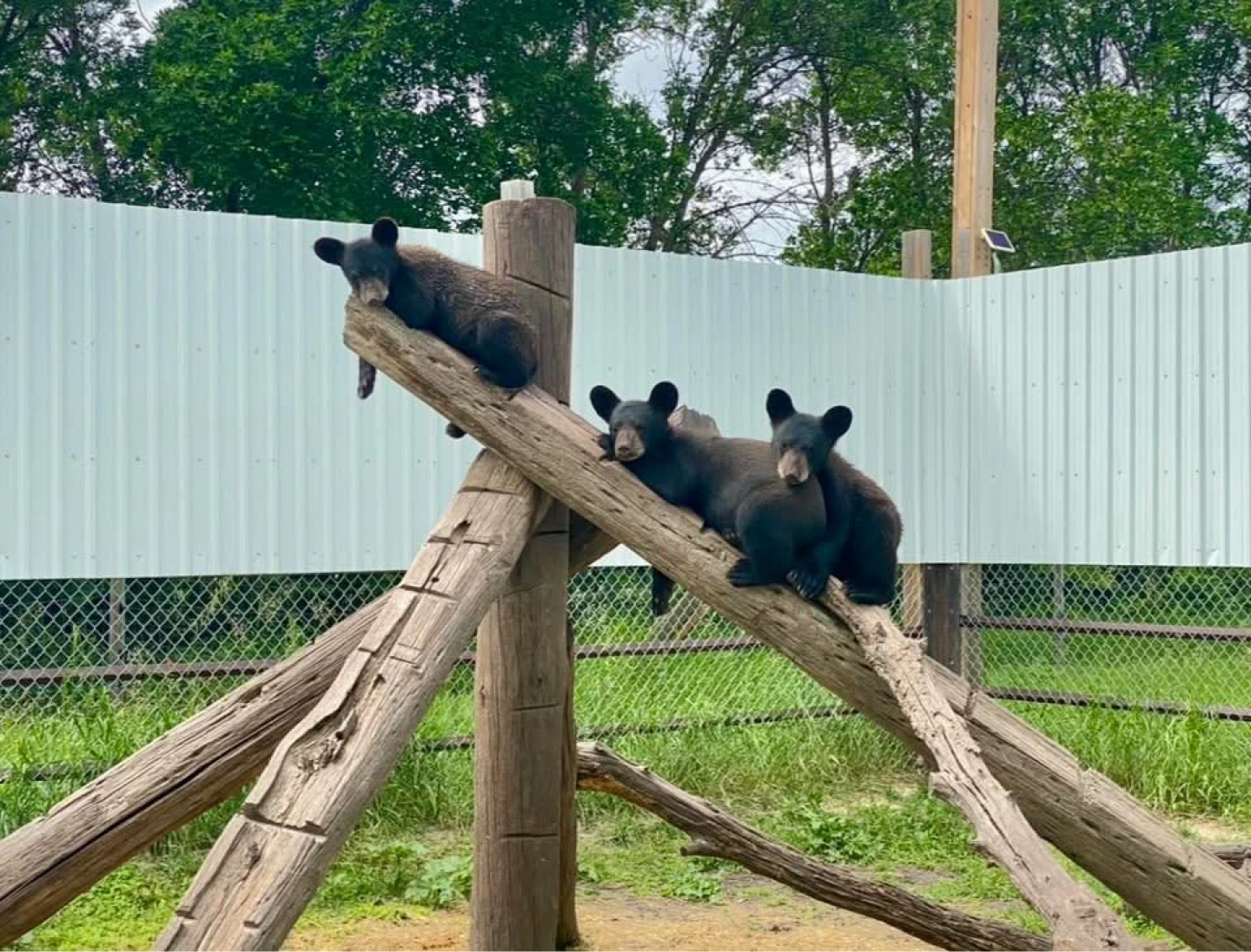 Fundraiser for triplet orphaned black bears. - photo 2