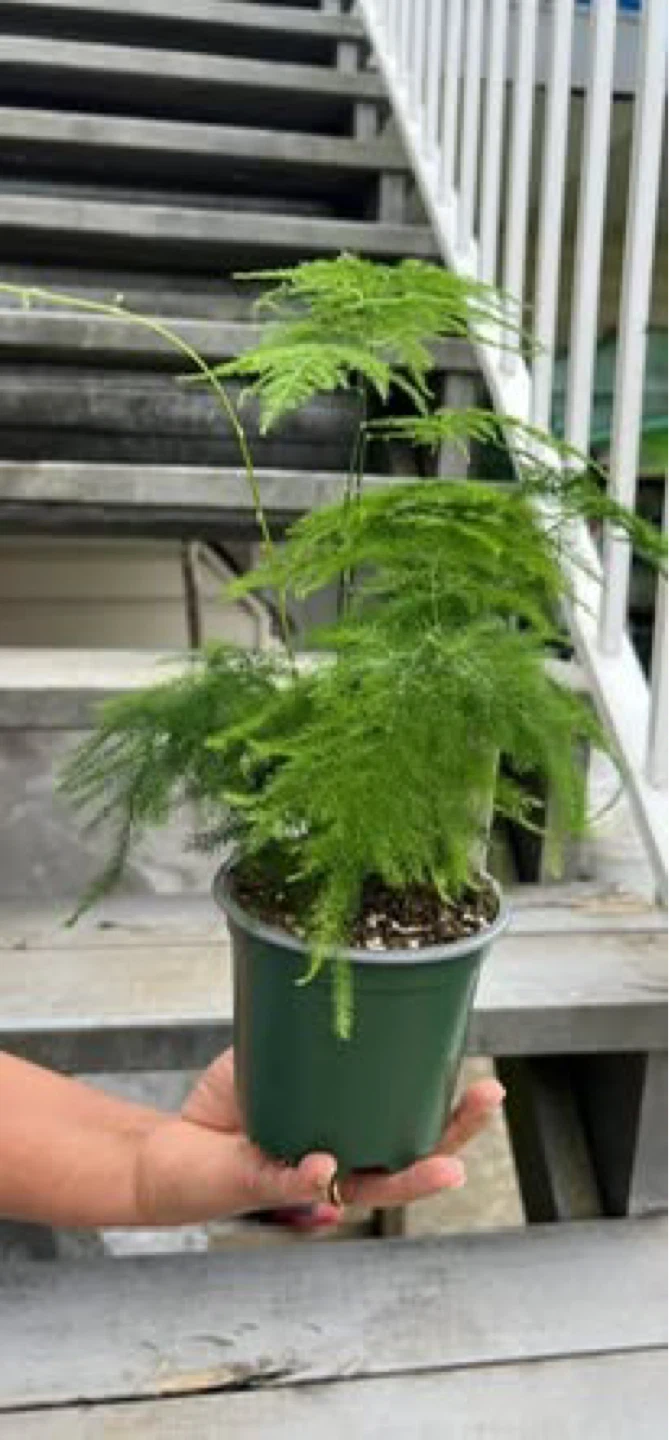 Flumosa Ferns