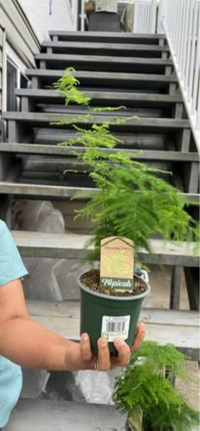 Flumosa Ferns - photo 3