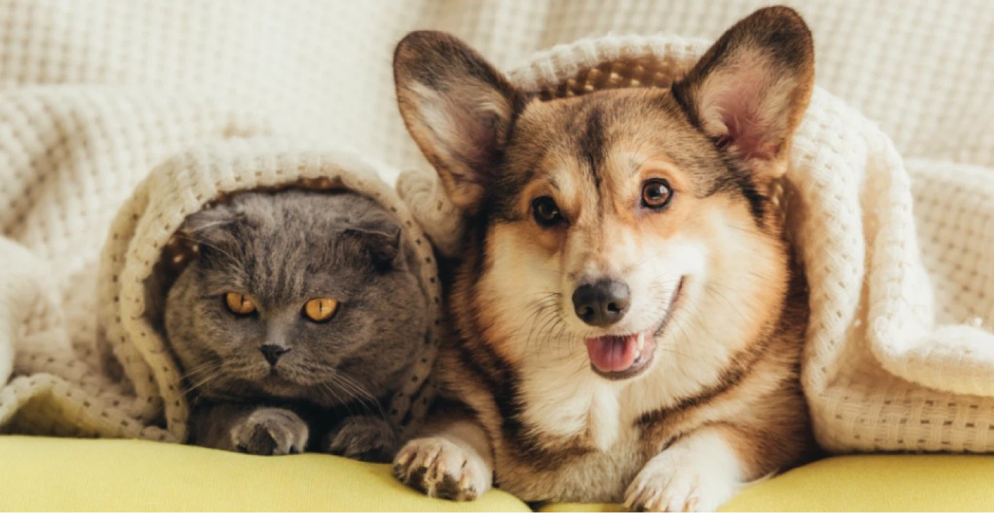 Pet sitting