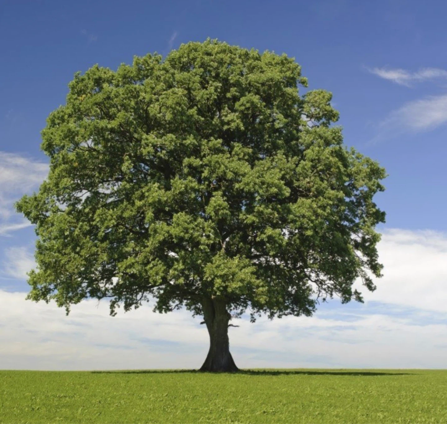 Trees for Laptop