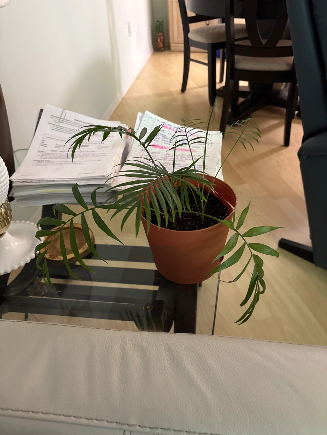 Parlor Palm Plant