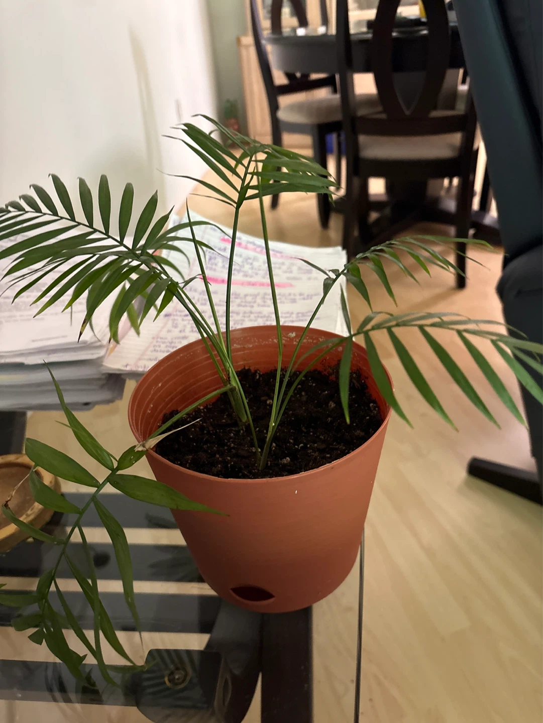 Parlor Palm Plant - photo 2