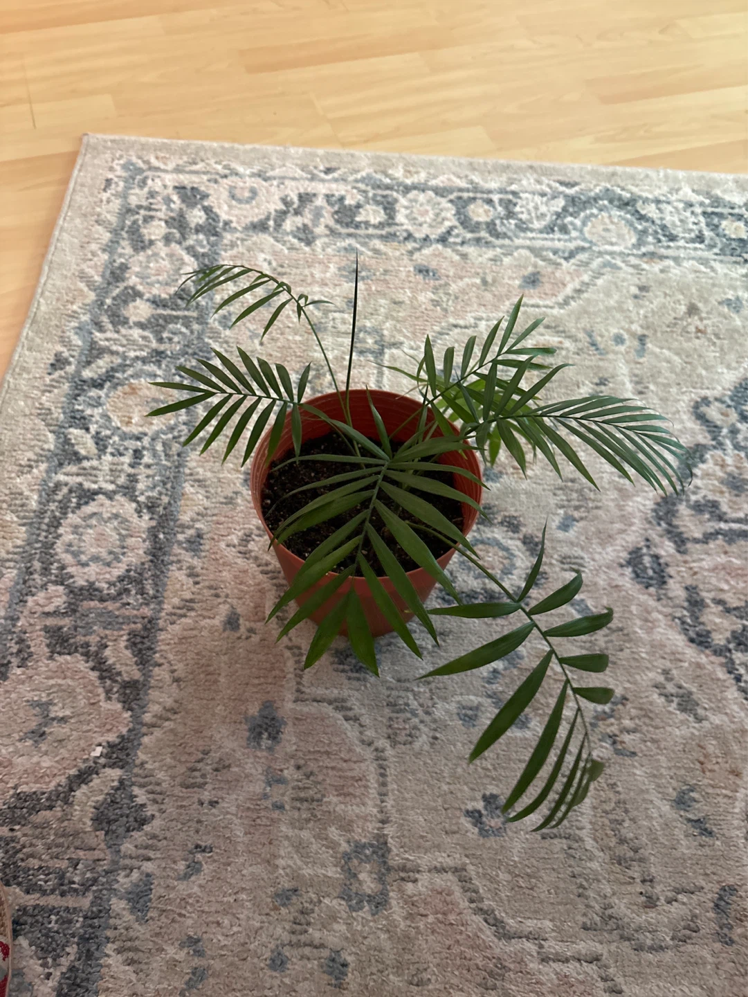 Parlor Palm Plant - photo 3