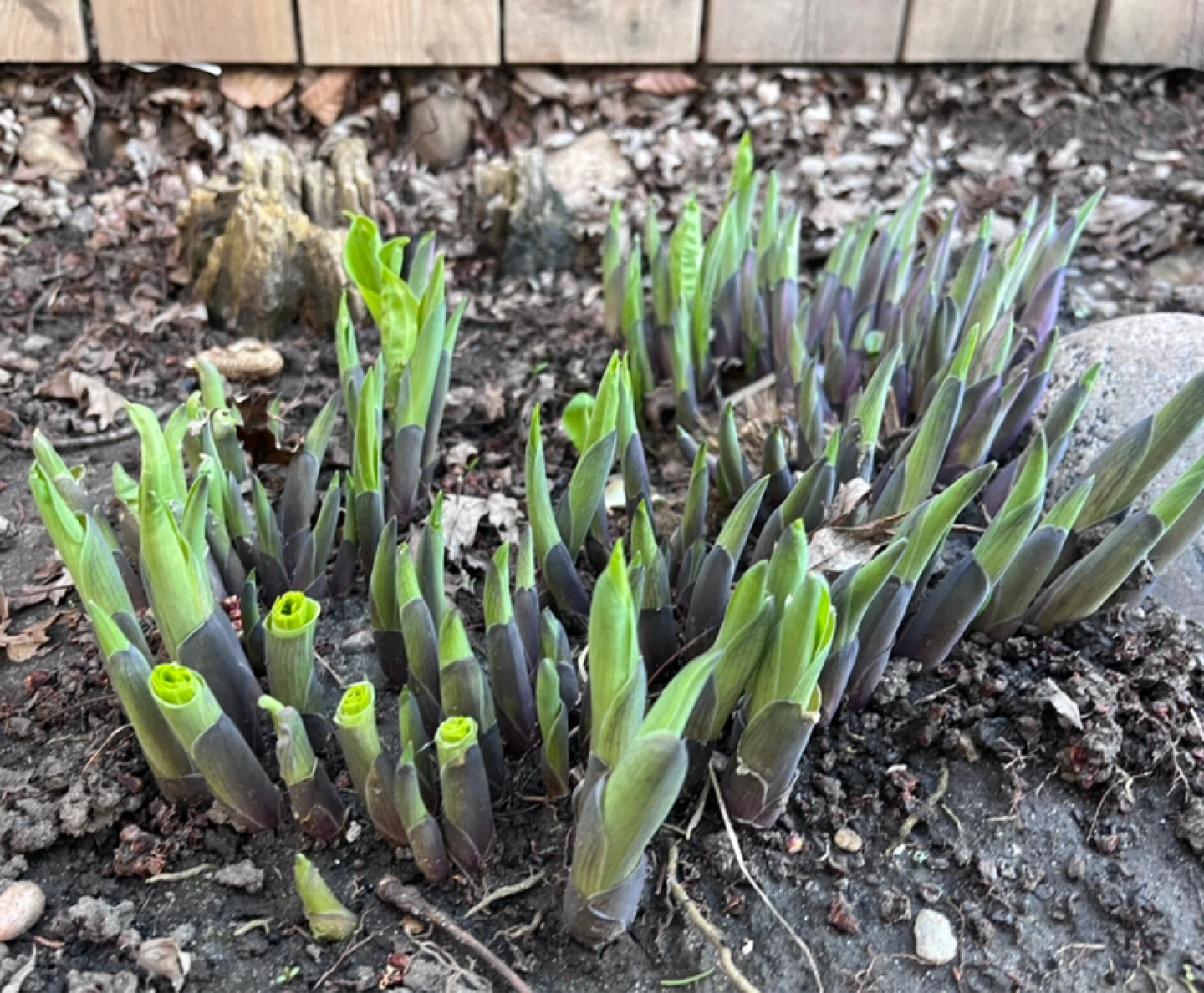Hosta Cuttings (bundles)