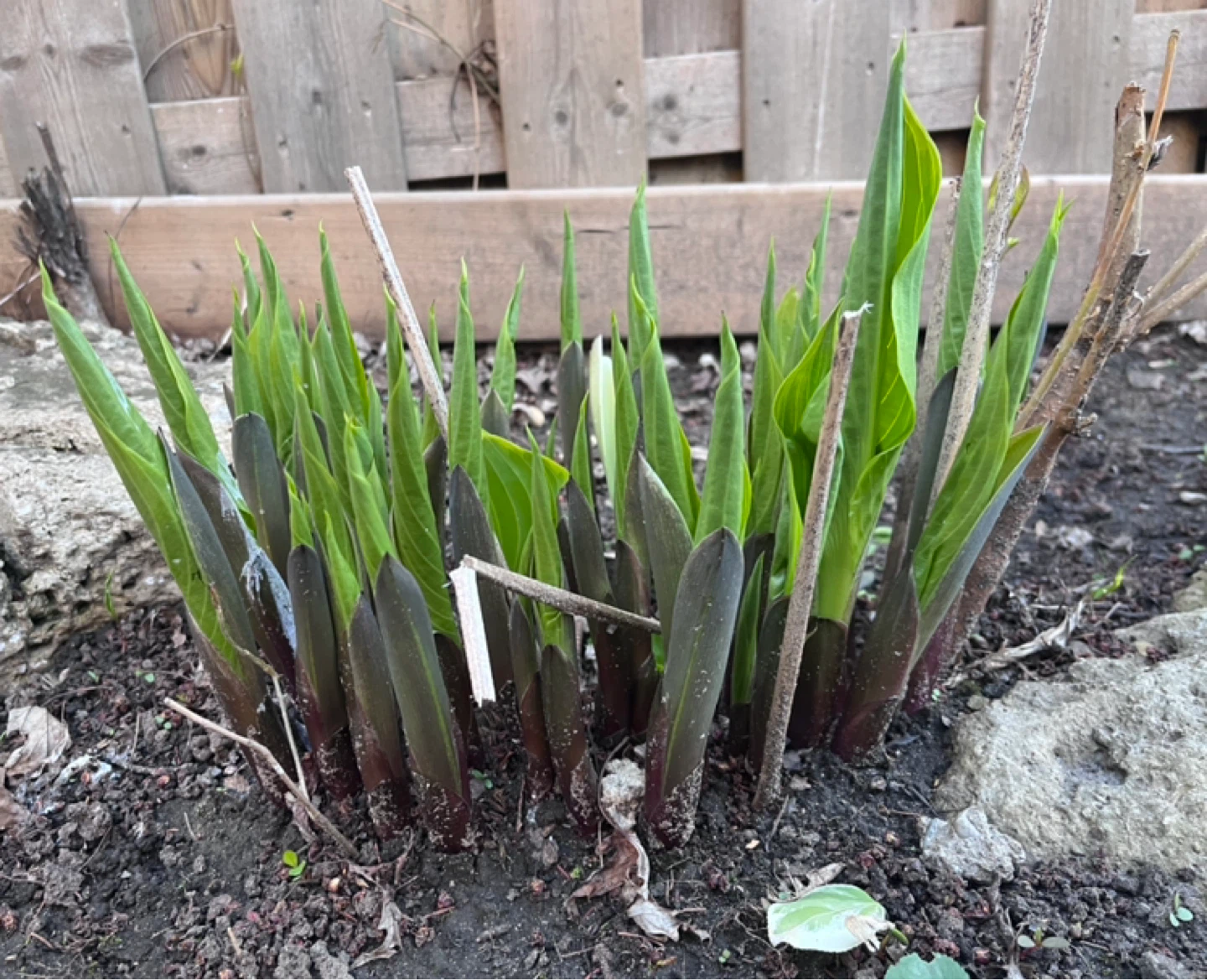 Hosta Cuttings (bundles) - photo 2