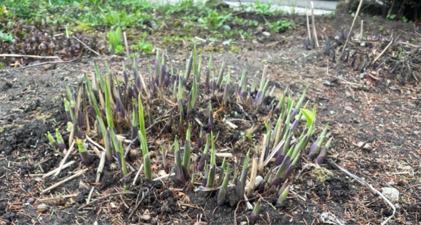 Hosta Cuttings (bundles) - photo 3