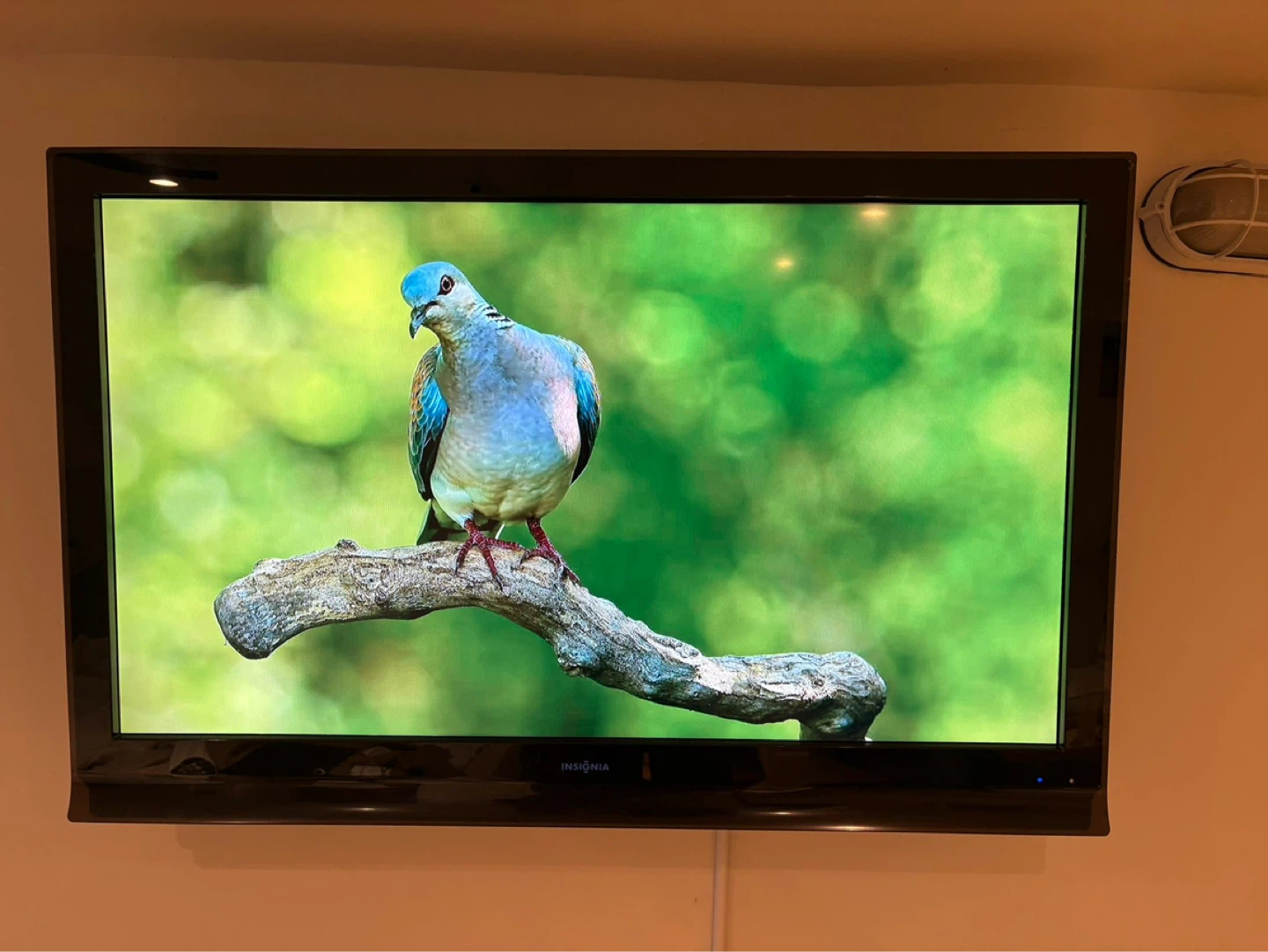Insignia TV - photo 4
