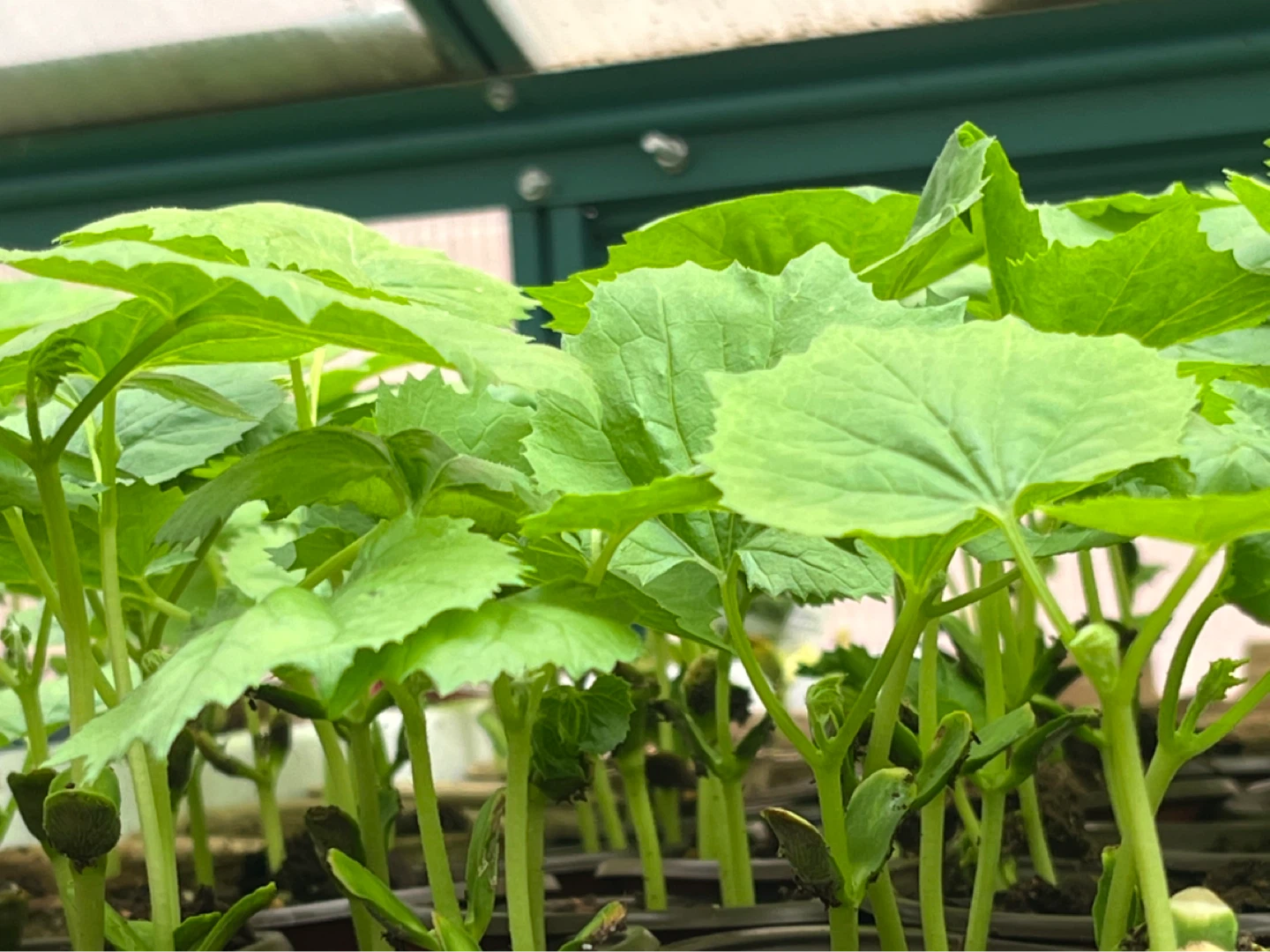 White bitter melon seedlings (2 plants for $3)