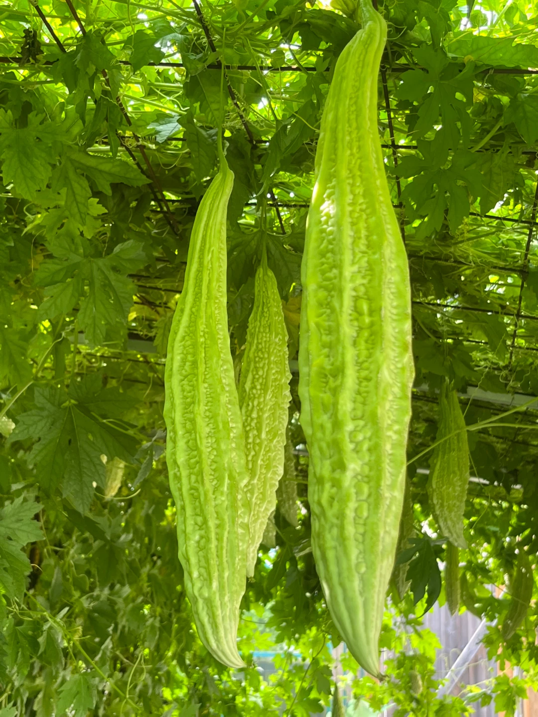 White bitter melon seedlings (2 plants for $3) - photo 3
