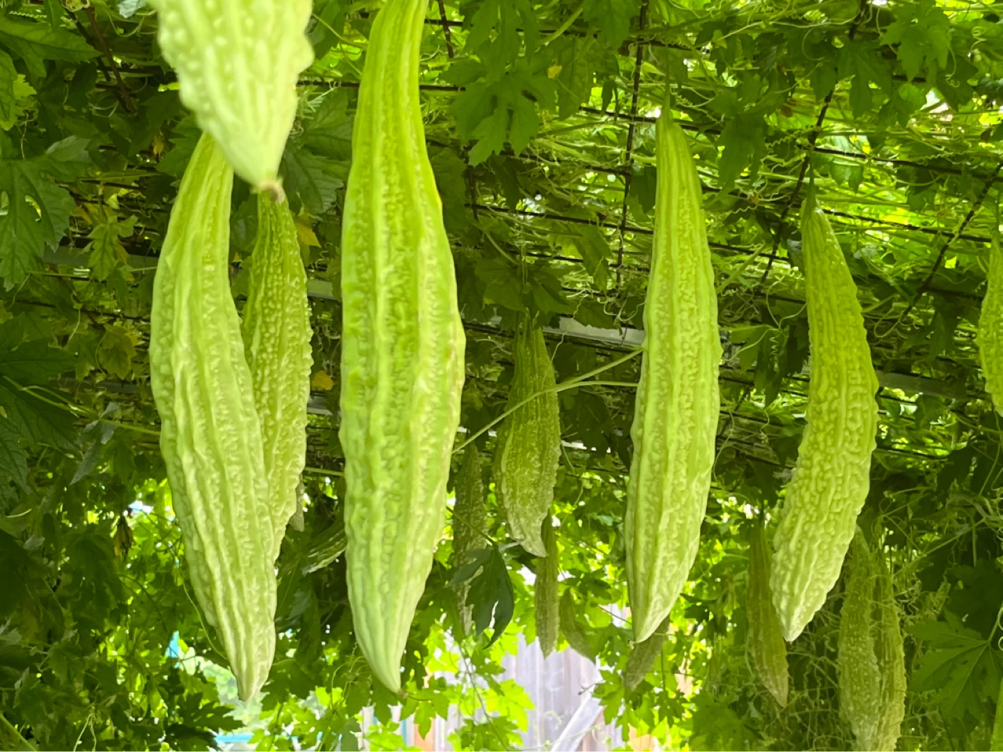 White bitter melon seedlings (2 plants for $3) - photo 2