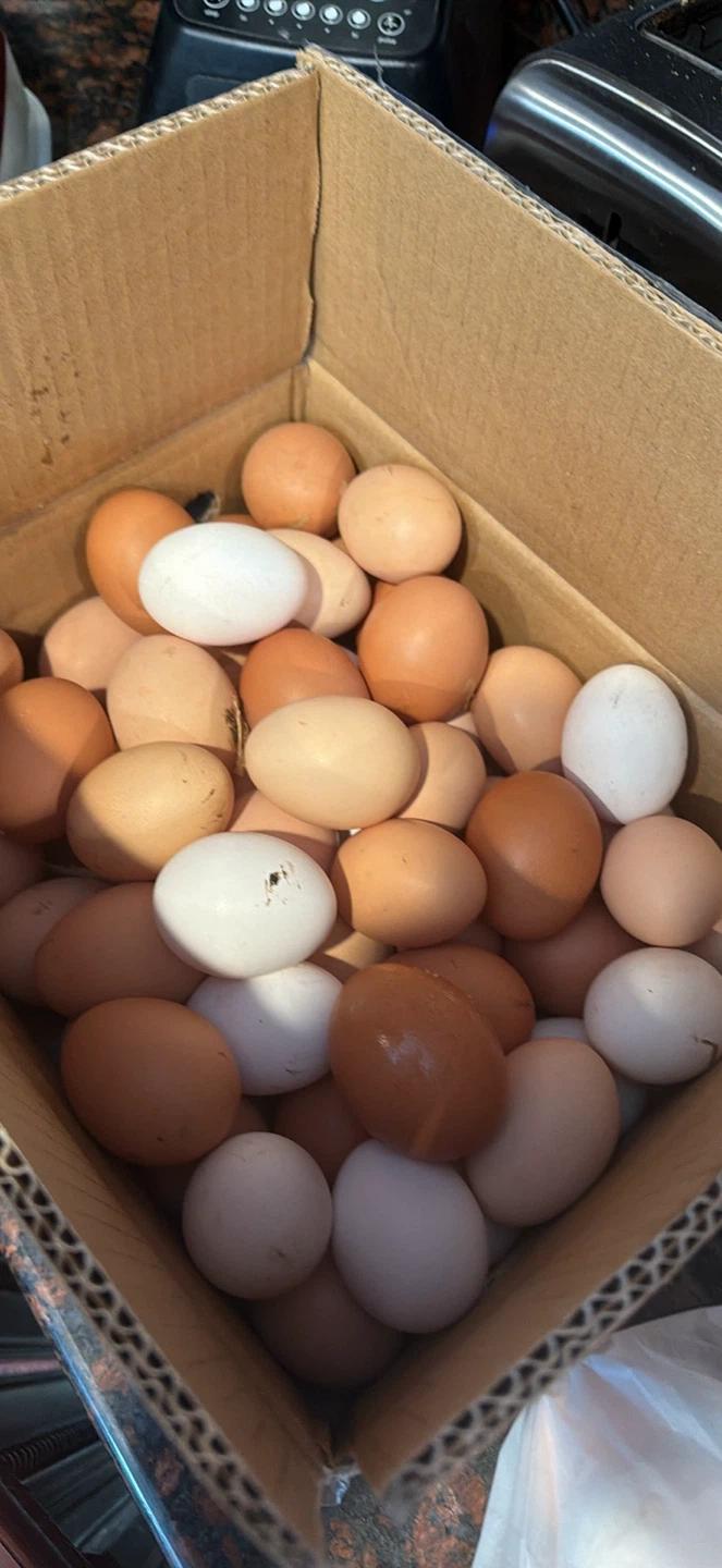 Fresh Farm Eggs - photo 2