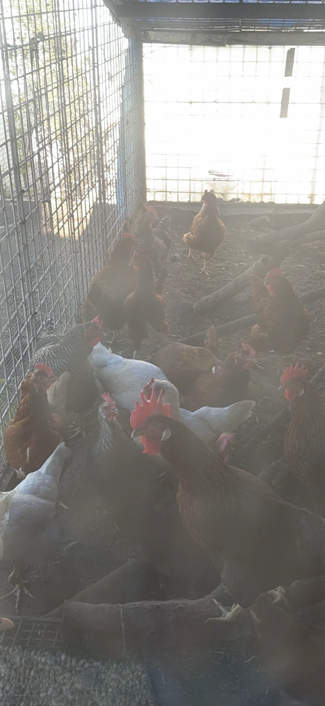 Fresh Farm Eggs - photo 3
