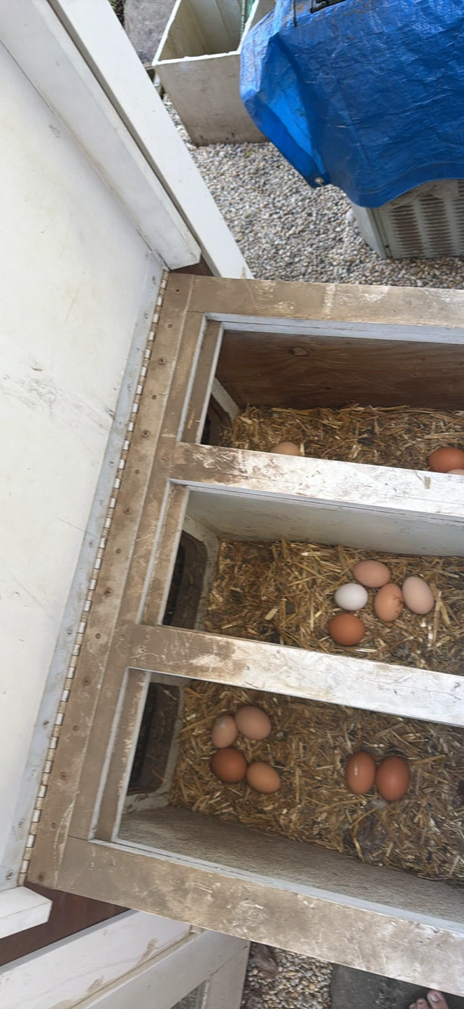 Fresh Farm Eggs - photo 4