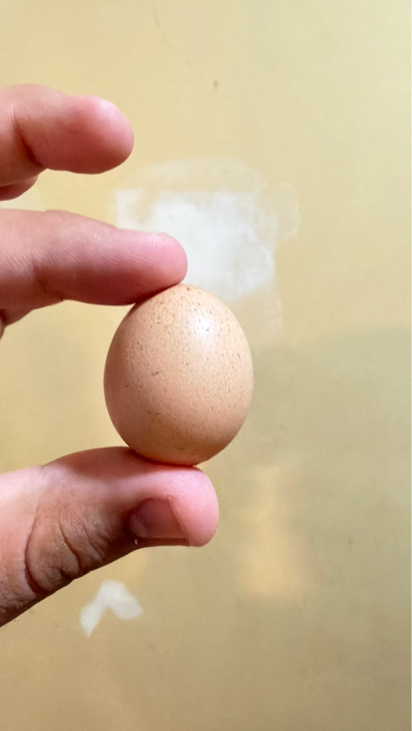 Fresh Farm Eggs - photo 5