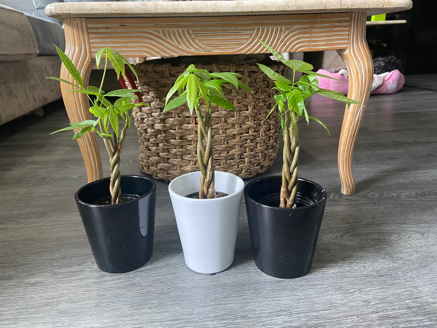 Mini money tree