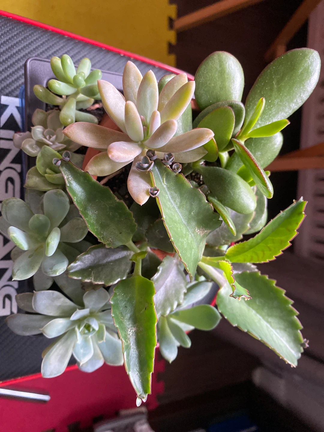 Assorted Succulent Plants