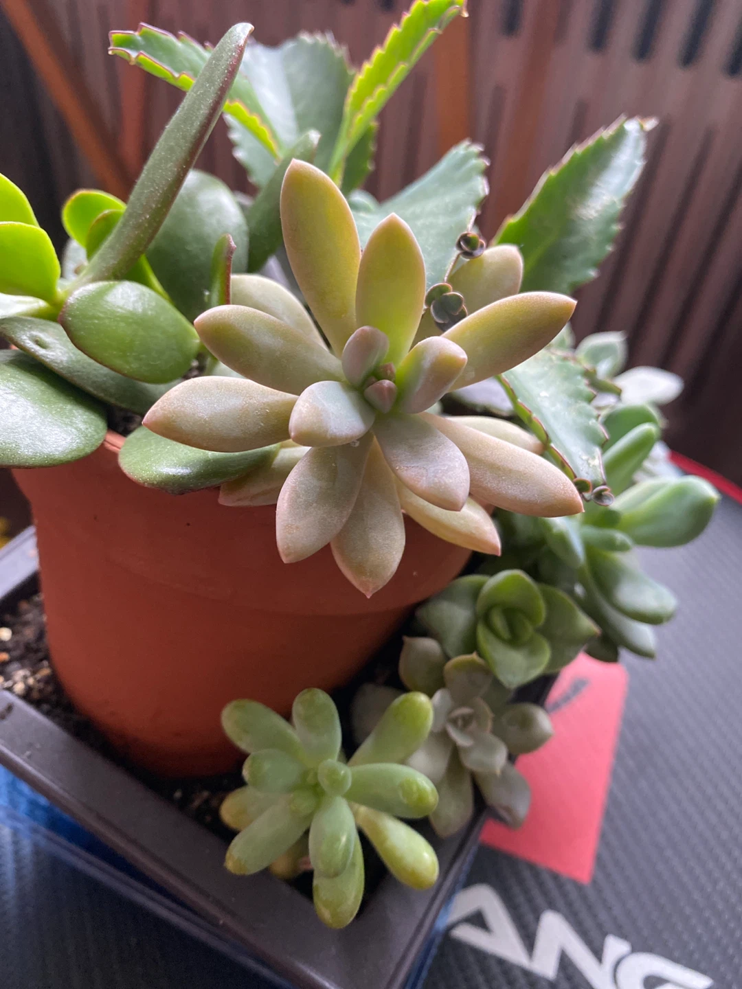 Assorted Succulent Plants - photo 4