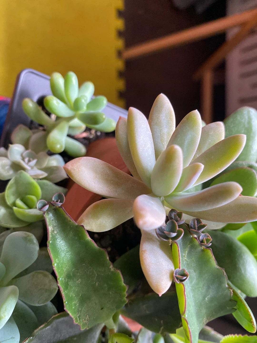 Assorted Succulent Plants - photo 5