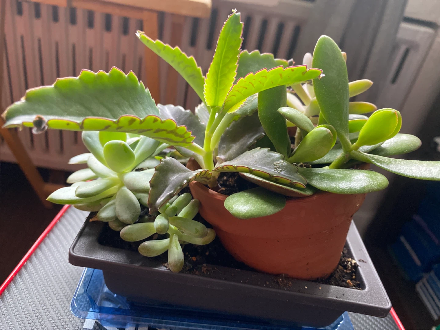 Assorted Succulent Plants - photo 3