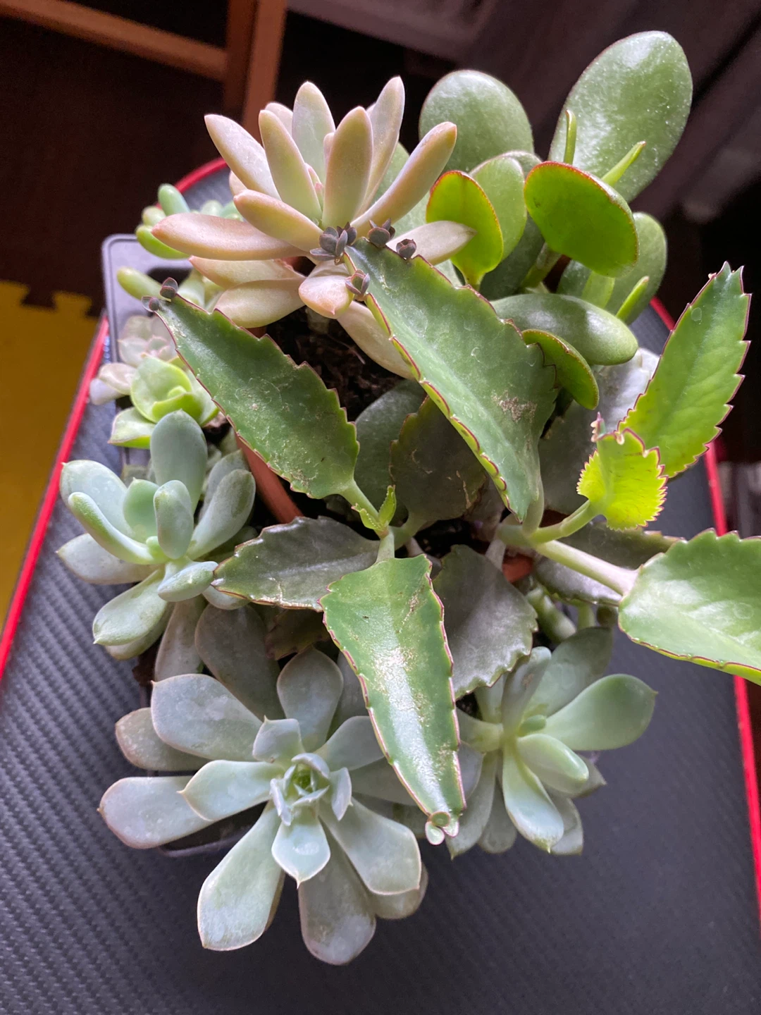 Assorted Succulent Plants - photo 2
