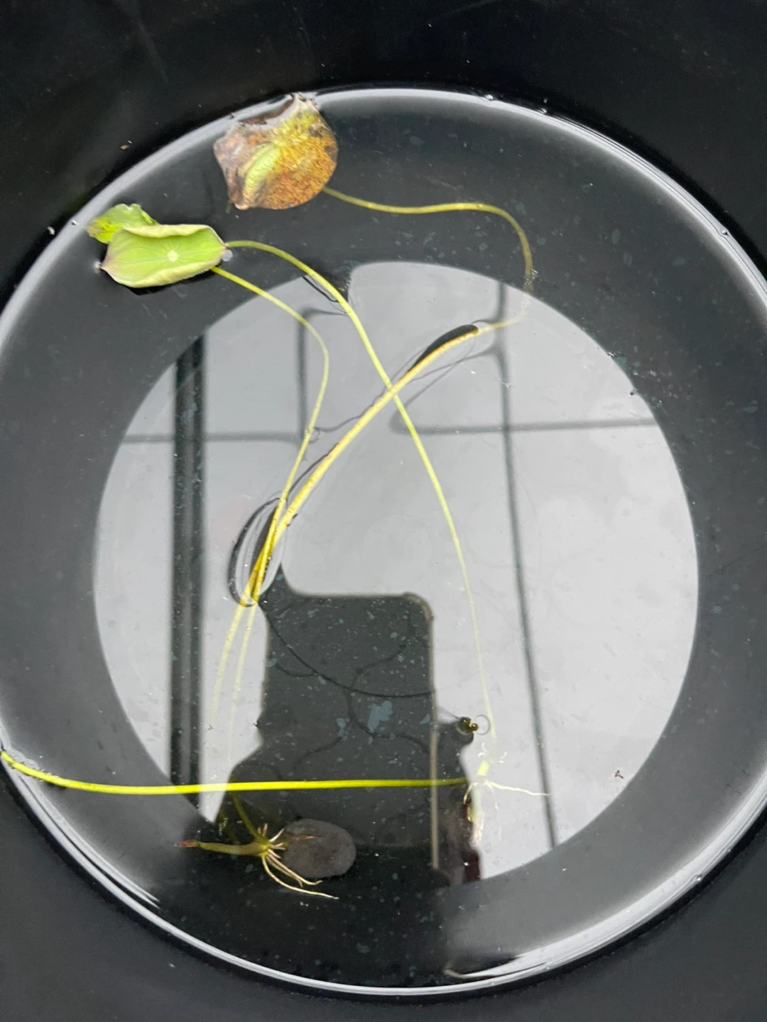 Lotus Tubers for Pond Planting - photo 2
