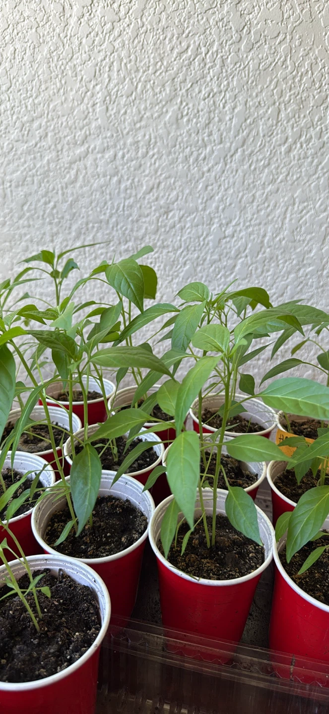 Philippines wild chili (siling labuyo)