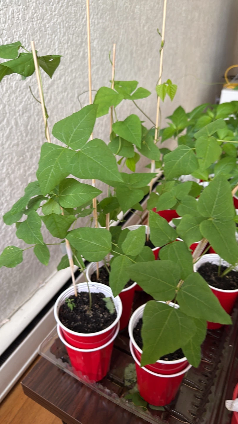 Winged Beans (segarillas, pallang)