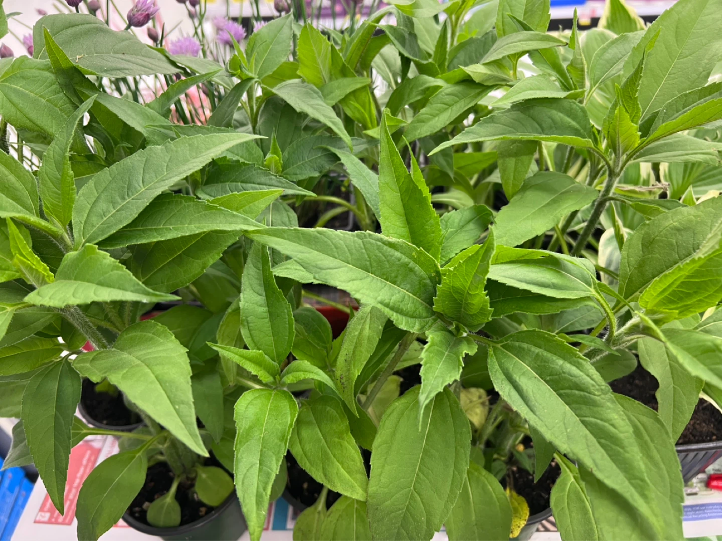 Jerusalem Artichoke or Sunchoke perennial plant