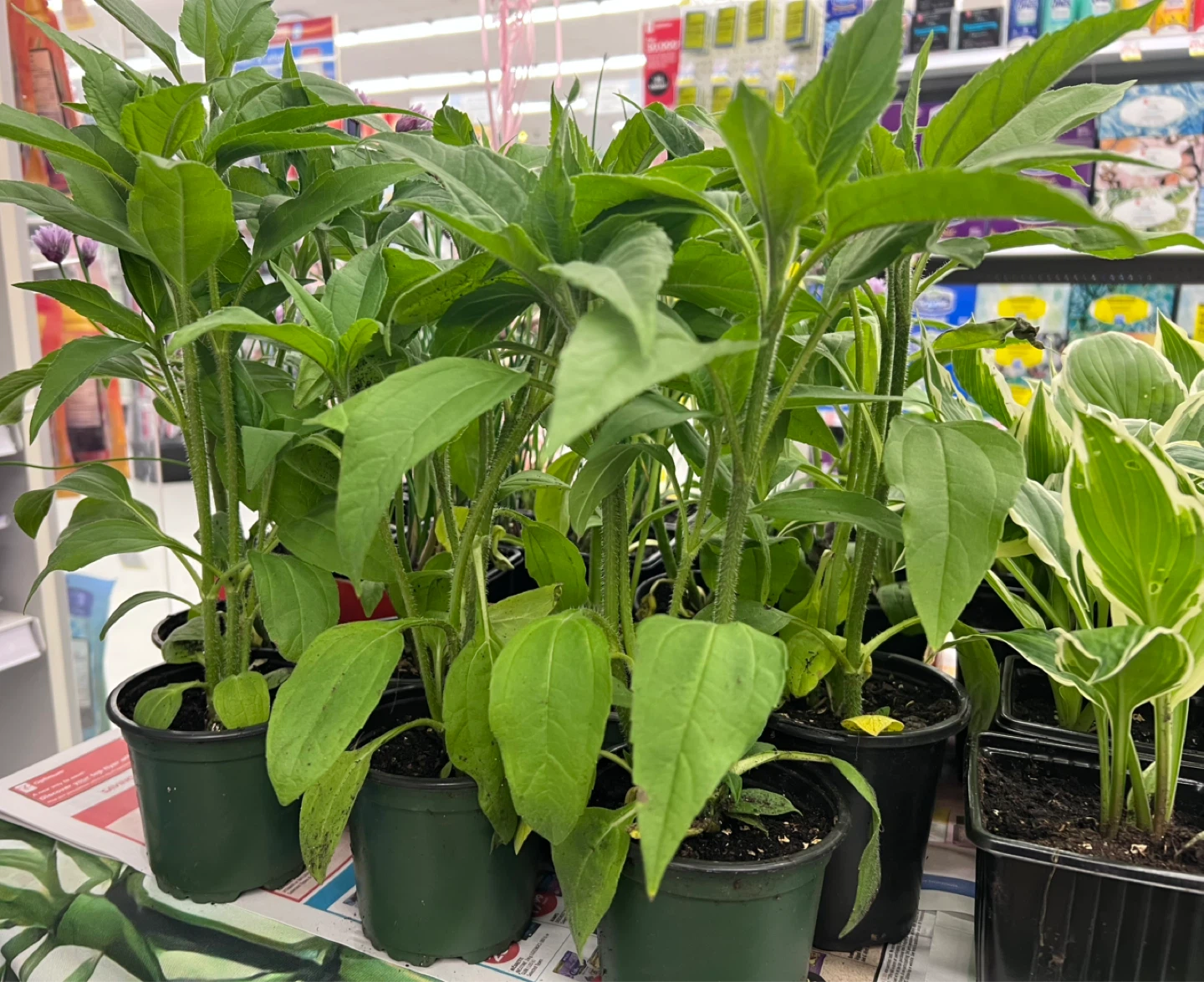 Jerusalem Artichoke or Sunchoke perennial plant - photo 2