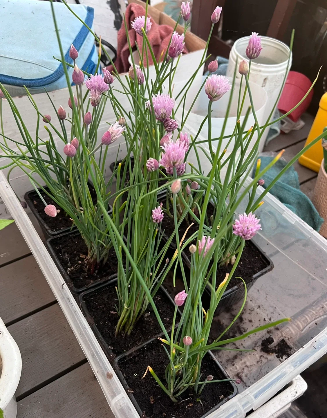 Chives perennial culinary herb